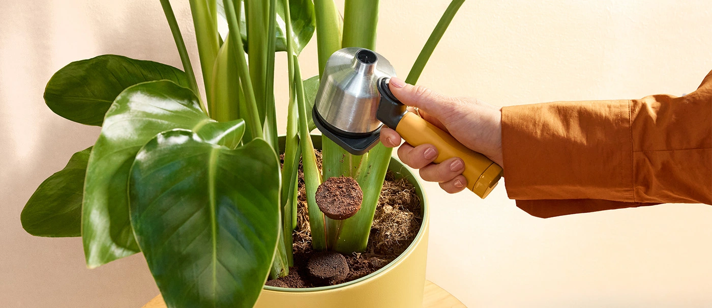 Kaffeesatz in einem Blumentopf Kaffeesatz in einem Blumentopf